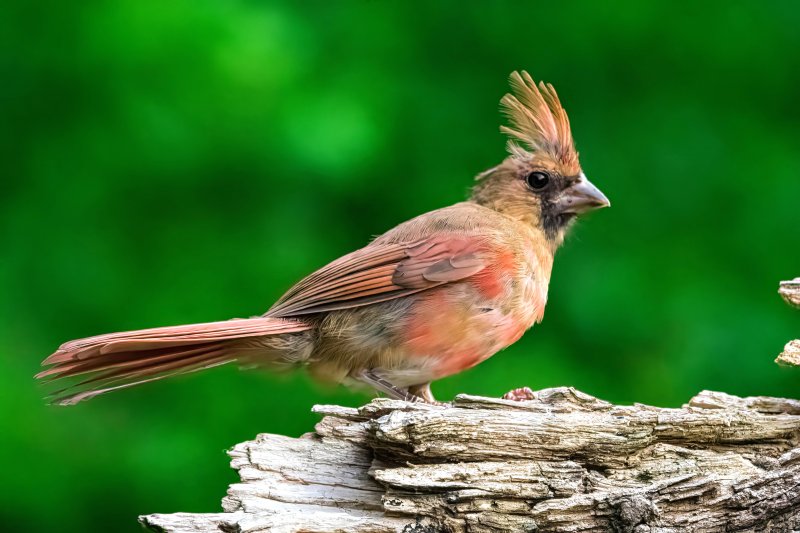 Female Cardinal.jpg
