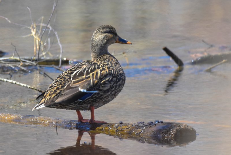 Female Mallard 72.jpg