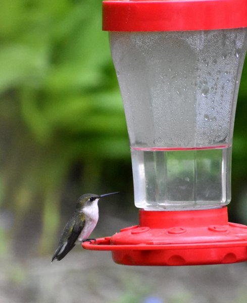 Female Ruby Throated Hummer.jpg