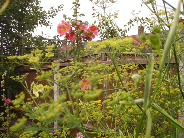 fennel and hollyh.JPG