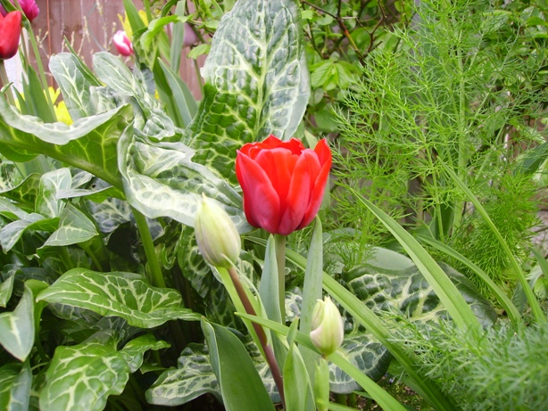 fennel and tulip.JPG