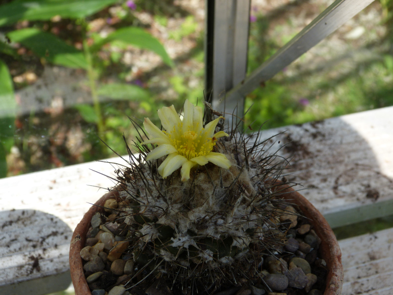 Ferocactus emoryi.JPG