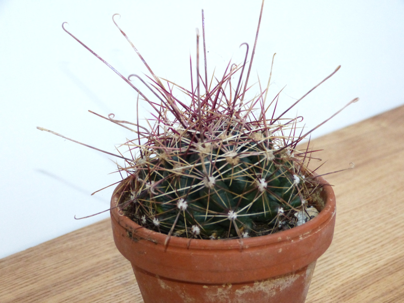 Ferocactus hamatacanthus.JPG