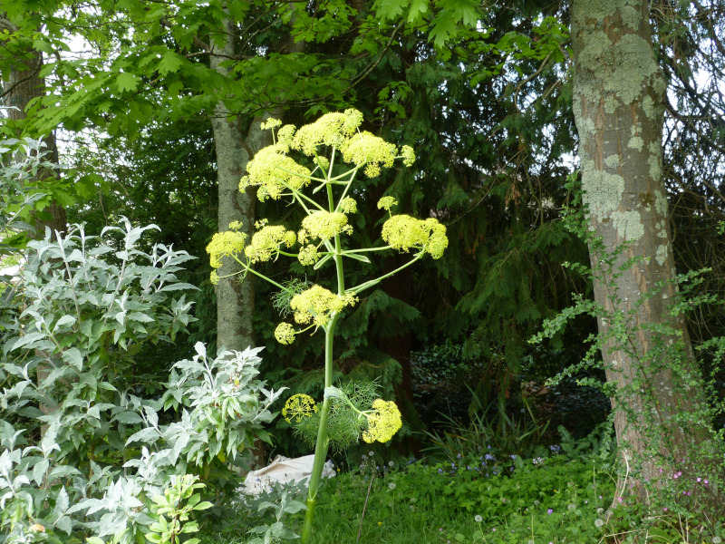 Ferrula communis.JPG