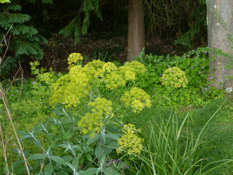 Ferula communis.JPG