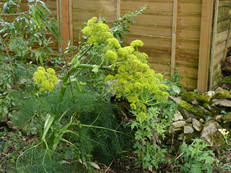 Ferula communis.JPG