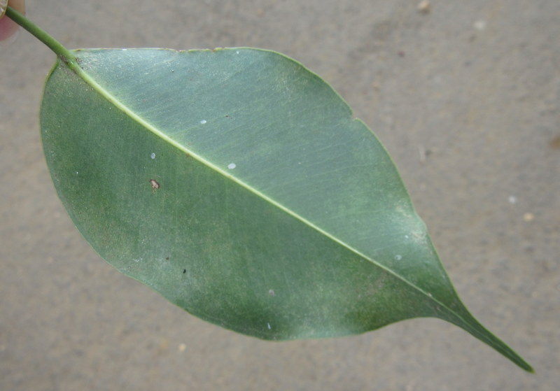 FICUS  BENJAMINA 14-01-2019 12-04-22.JPG