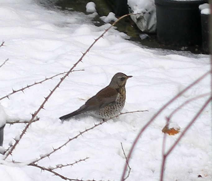 Fieldfare 2.jpg