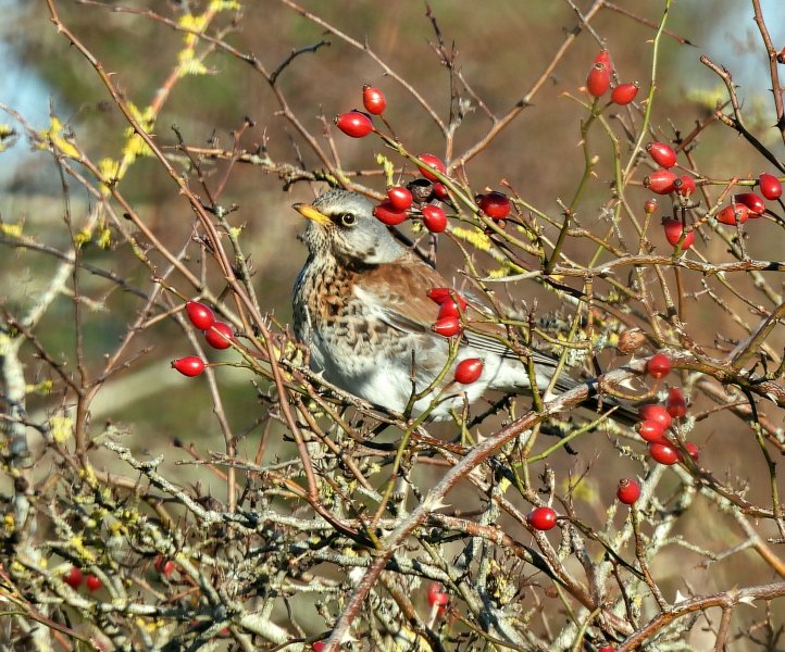 fieldfare 4.JPG