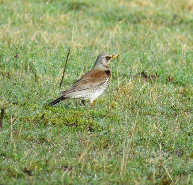 fieldfare.jpg
