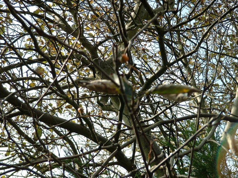 Finnish Whitebeam Diseased.JPG