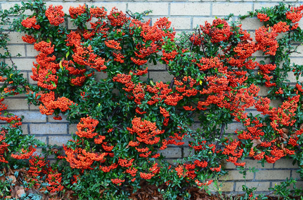 firethorn-pyracantha-berries.jpg