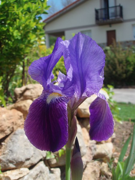first bearded iris2.JPG