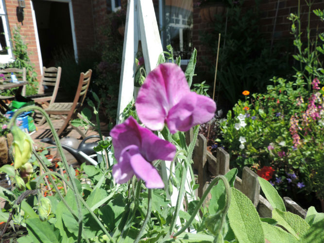 first sweet pea 2.jpg