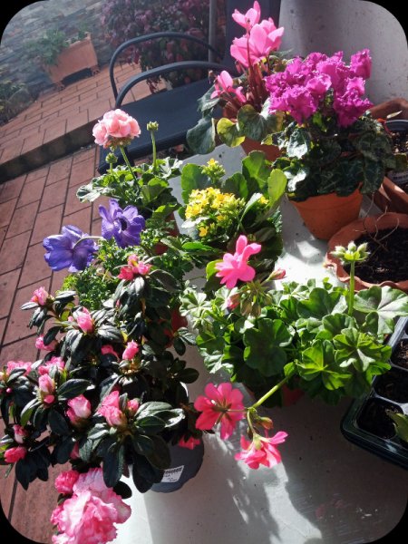 Flores3 29 Jan 24.jpg