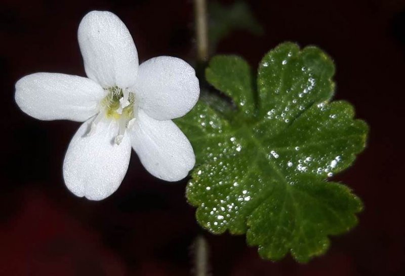 FLOS  MYSTERIUM 23-07-2018 16-18-57.jpg