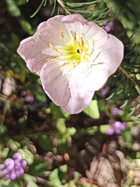 Flower ID 25 April 22.jpg