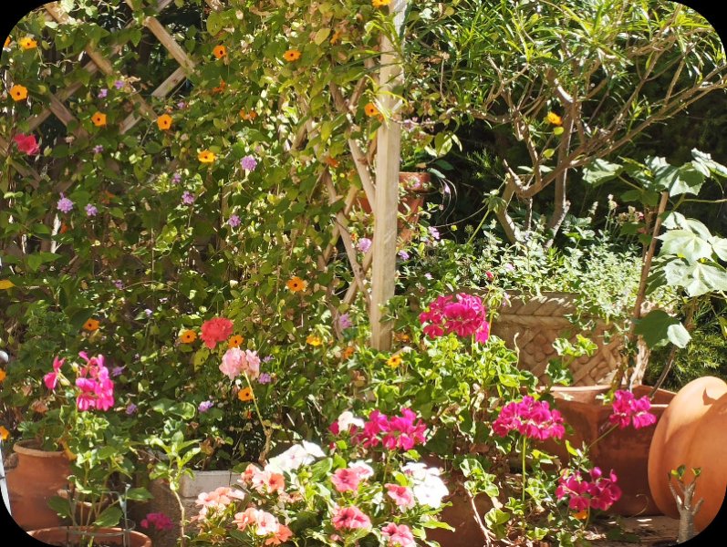 Flowers 23 May 25.jpg