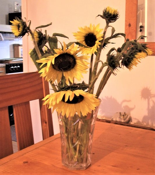 Flowers from wilting Sunflower!.JPG