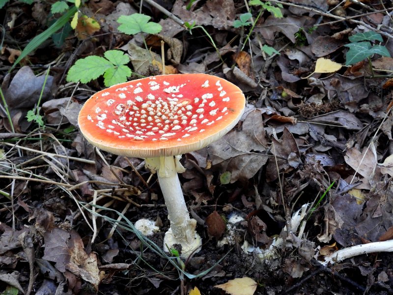 Fly Agaric (3).JPG