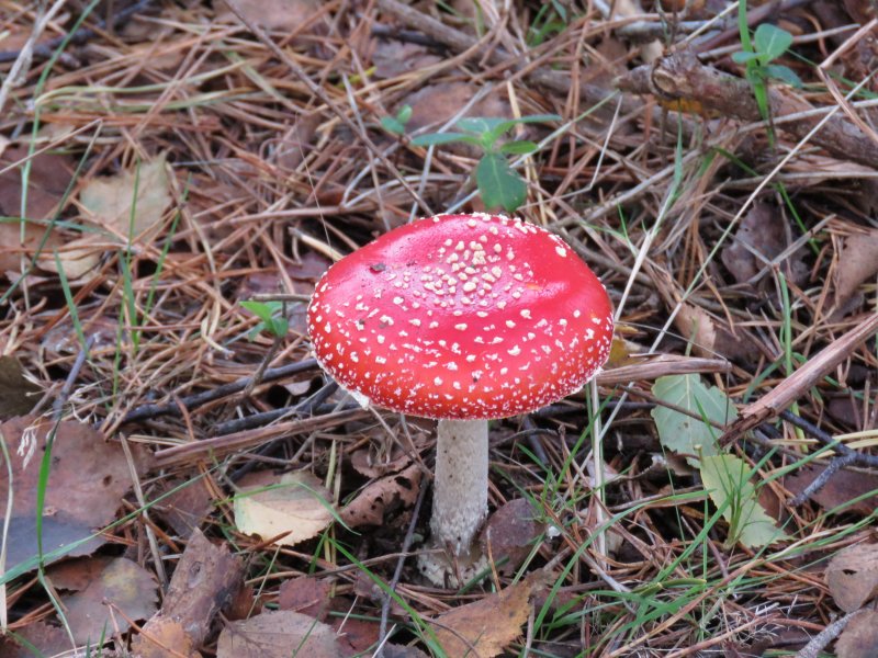 fly agaric.JPG