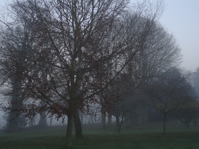 Foggy Day 015.JPG