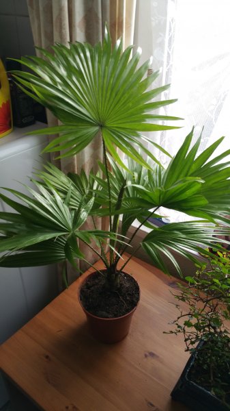 Footstool palm - Livistona Rotundifolia.jpg