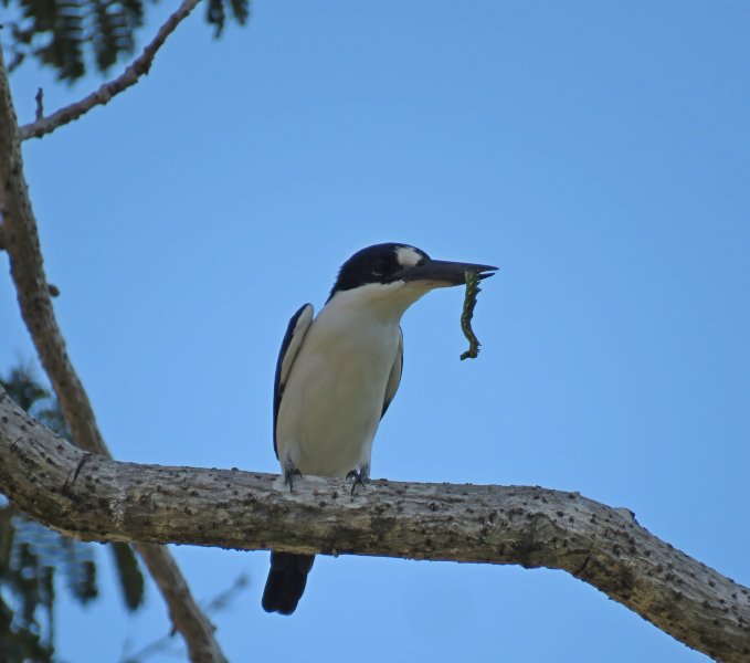 Forest Kingfisher  - Darwin.JPG