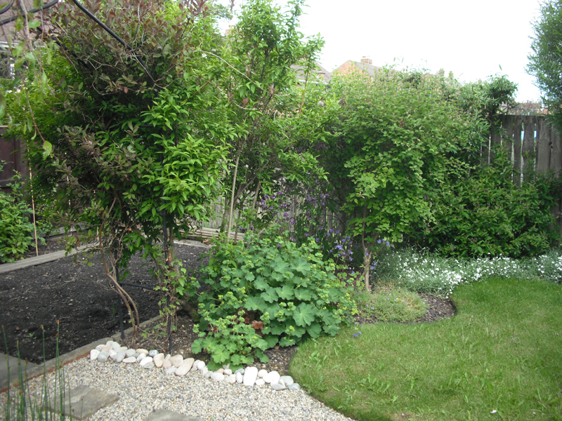 forsythia and arch  3-6-12.jpg