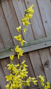 forsythia2Mar25.jpg
