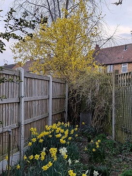 forsythiaMar25.jpg