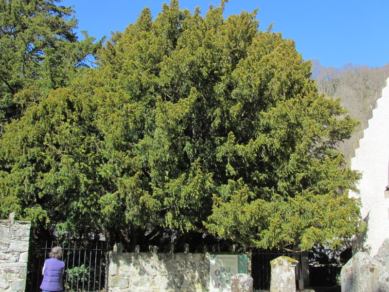 FORTINGALL  CHURCH  AND  YEW 18-04-2014 15-07-09.JPG