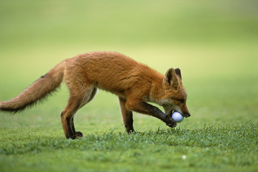 fox-golf-ball.jpg