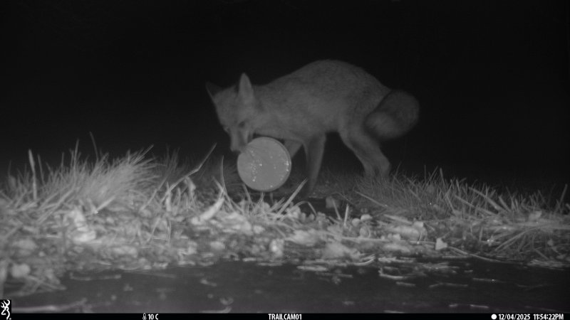 Fox with dish.JPG