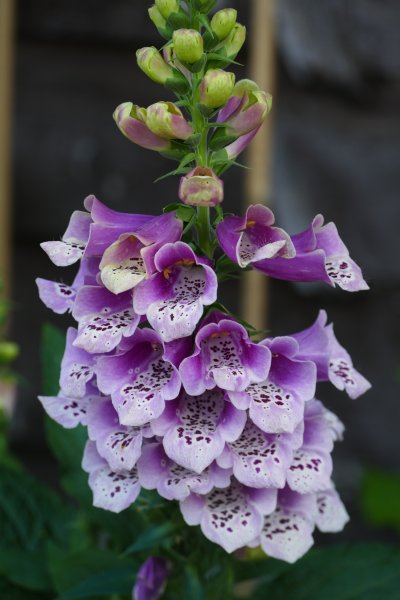 Foxglove1.JPG