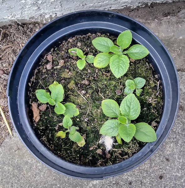 Foxgloves 19-4-22.jpg