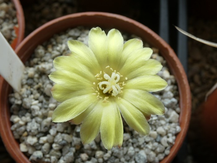 Frailea mammifera ssp angelesiae  09 - small.jpg