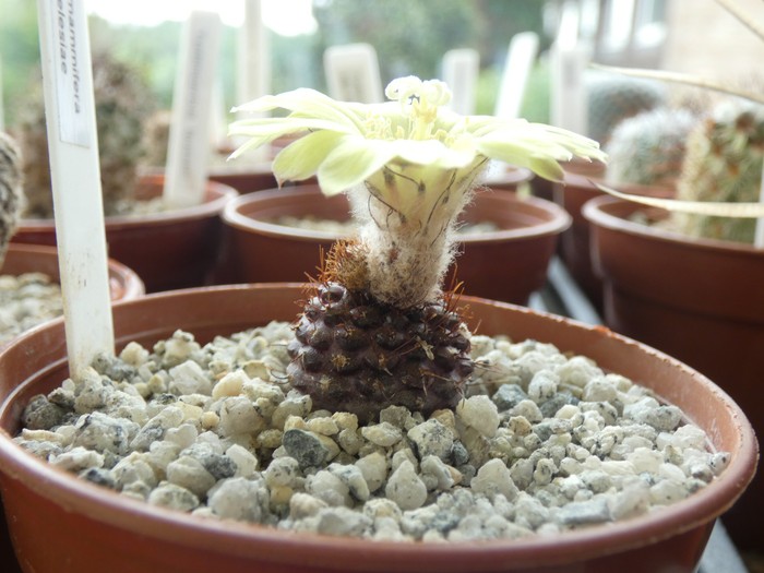 Frailea mammifera ssp angelesiae  10 - small.jpg