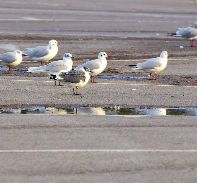 Franklins gull 4.jpg