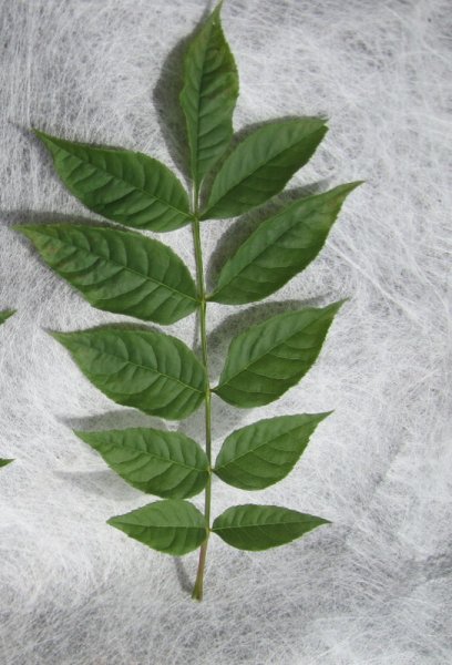 FRAXINUS  EXCELSIOR 17-06-2012 15-02-01.  SAMBUCUS  NIGRA  LEFT 17-06-2012 15-02-002.JPG