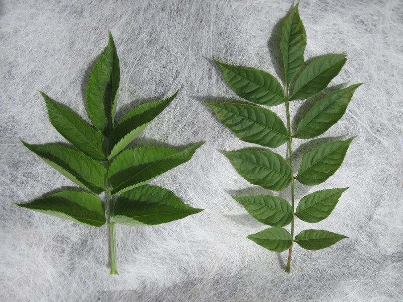 FRAXINUS  EXCELSIOR  RIGHT.  SAMBUCUS  NIGRA  LEFT 17-06-2012 15-02-01.JPG