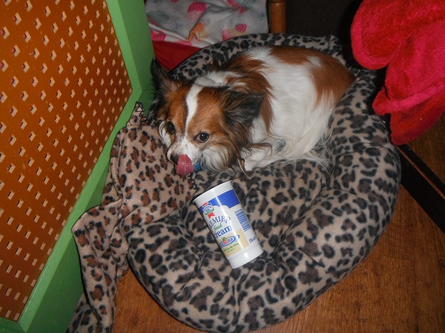 freddy (cream) (1).JPG