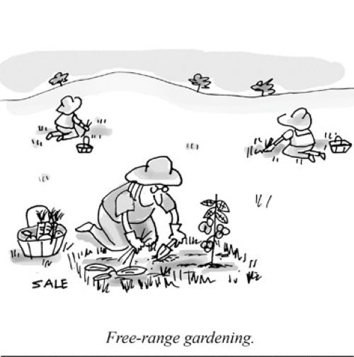 Free Range Gardening.jpg