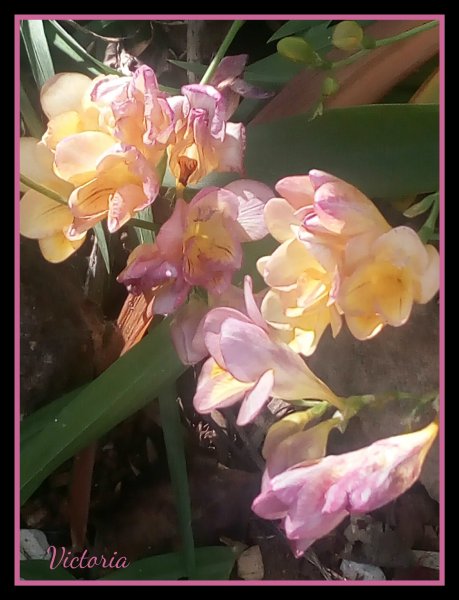 Freesia Hybrid 9 Mar 20.jpg