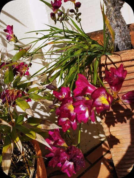 Freesia2 14 Mar 25.jpg