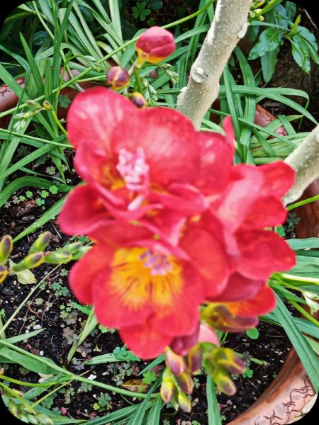 Freesia2 17 Feb 24.jpg