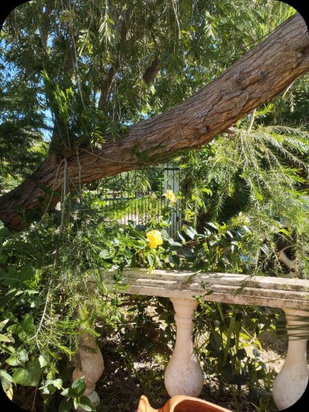 Freesia2 30 Mar 24.jpg