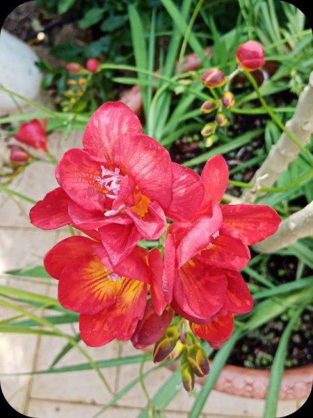 Freesia3 17 Feb 24.jpg