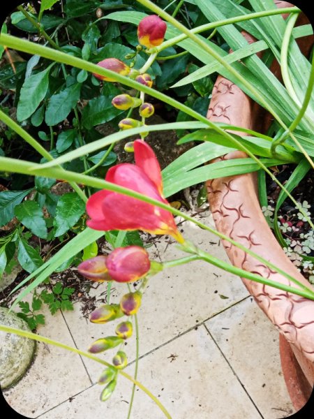 Freesia5 17 Feb 24.jpg