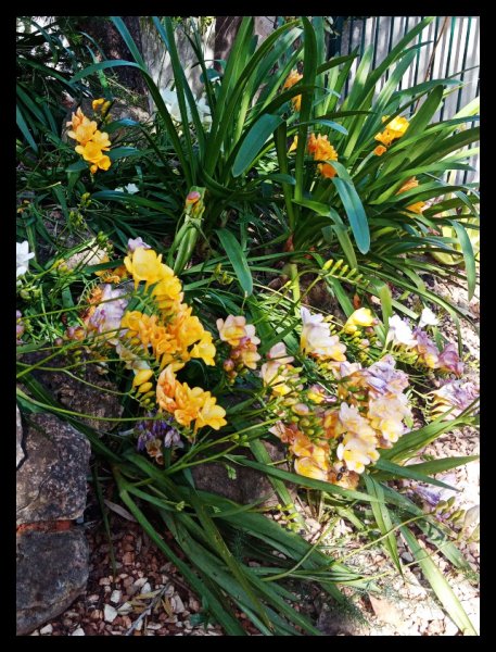 Freesias 10 Mar 21.jpg